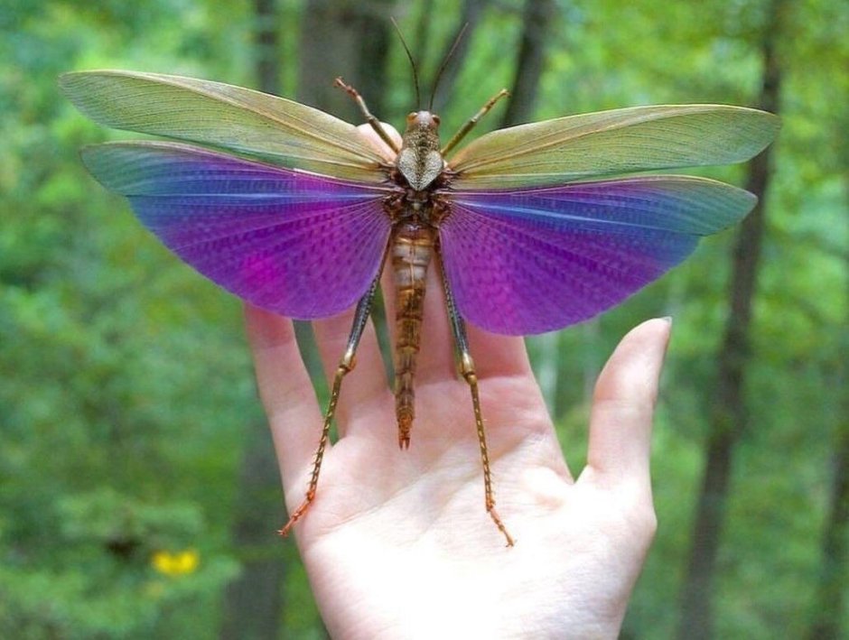 Titanacris picticrus
