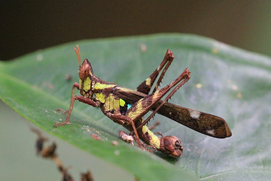 Stilpnochlora couloniana