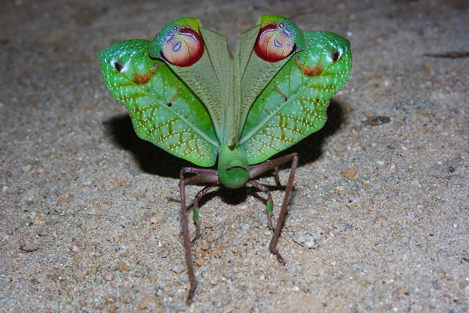Pterochroza ocellata
