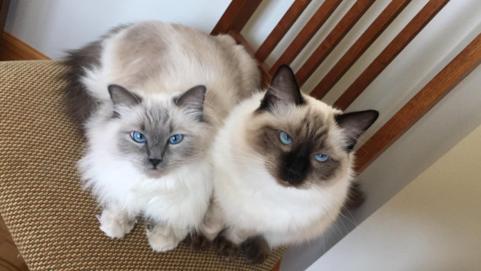 Кот Рэгдолл короткошерстный