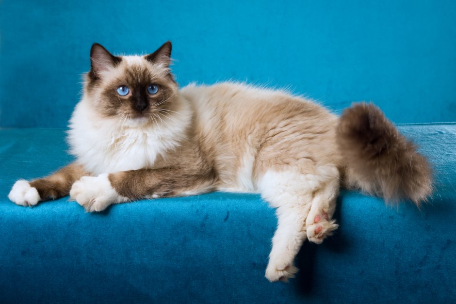 Seal mitted Рэгдолл Blue mitted