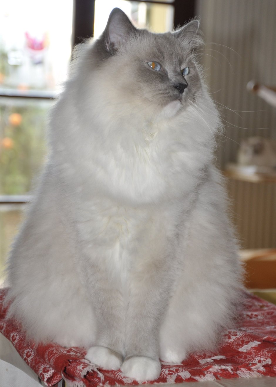 Кошка Рэгдолл голубоглазый