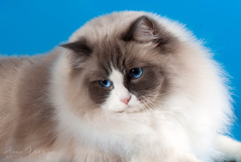 Рэгдолл кошка лежачий