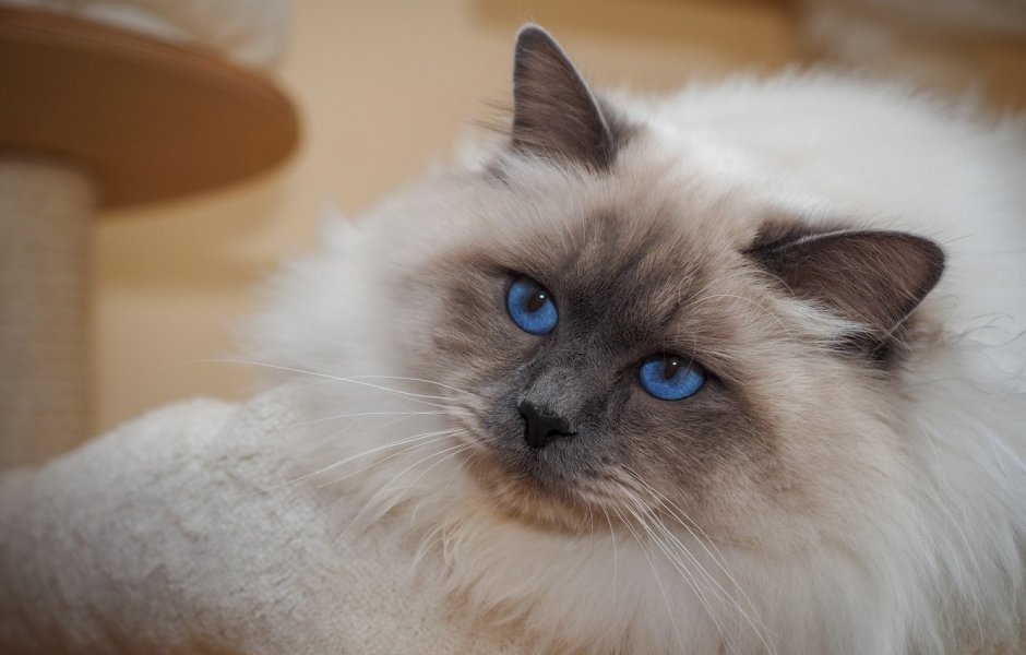 Сиамская кошка Рэгдолл