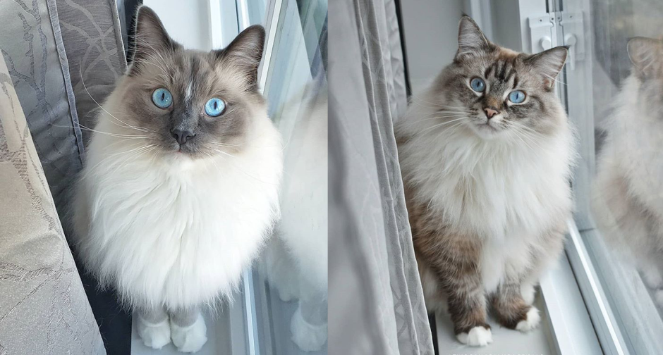 Котенок Рэгдолл Блю биколор