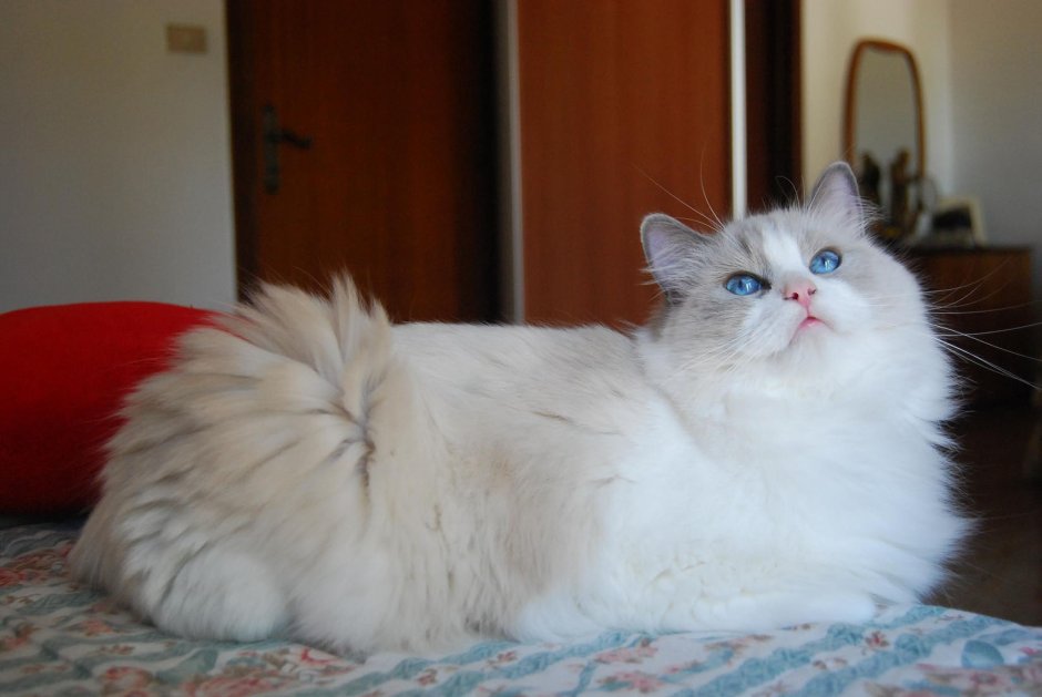 Кошка Рэгдолл голубоглазый
