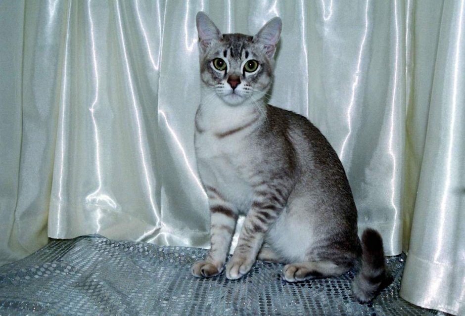 Азиатский табель кошка