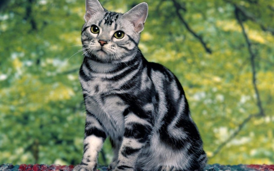 Американская короткошерстная кошка котята
