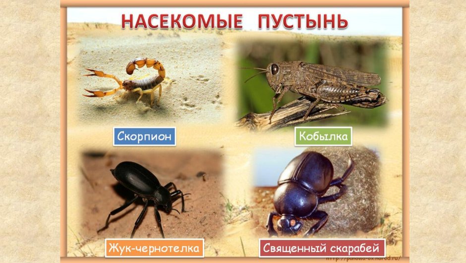 Насекомые пустыни названия
