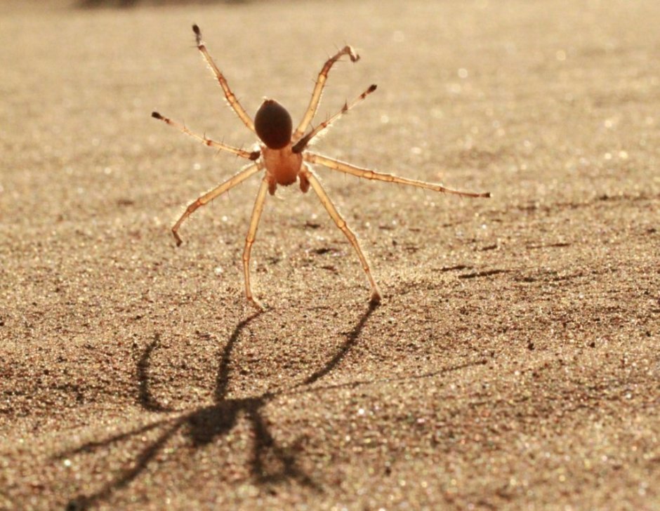 Carparachne aureoflava