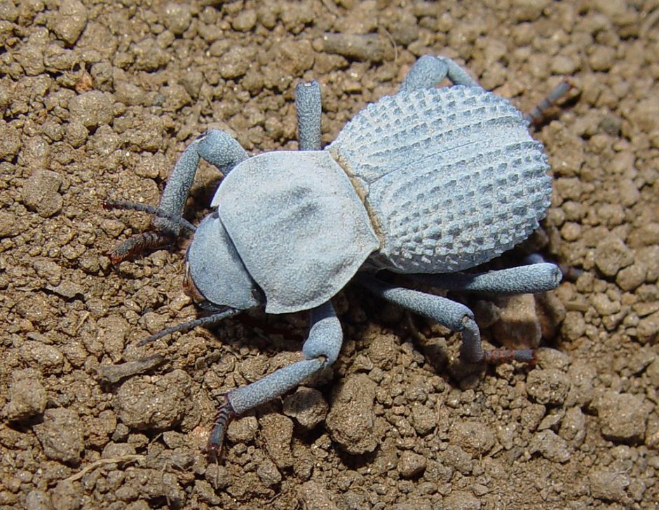 Asbolus verrucosus