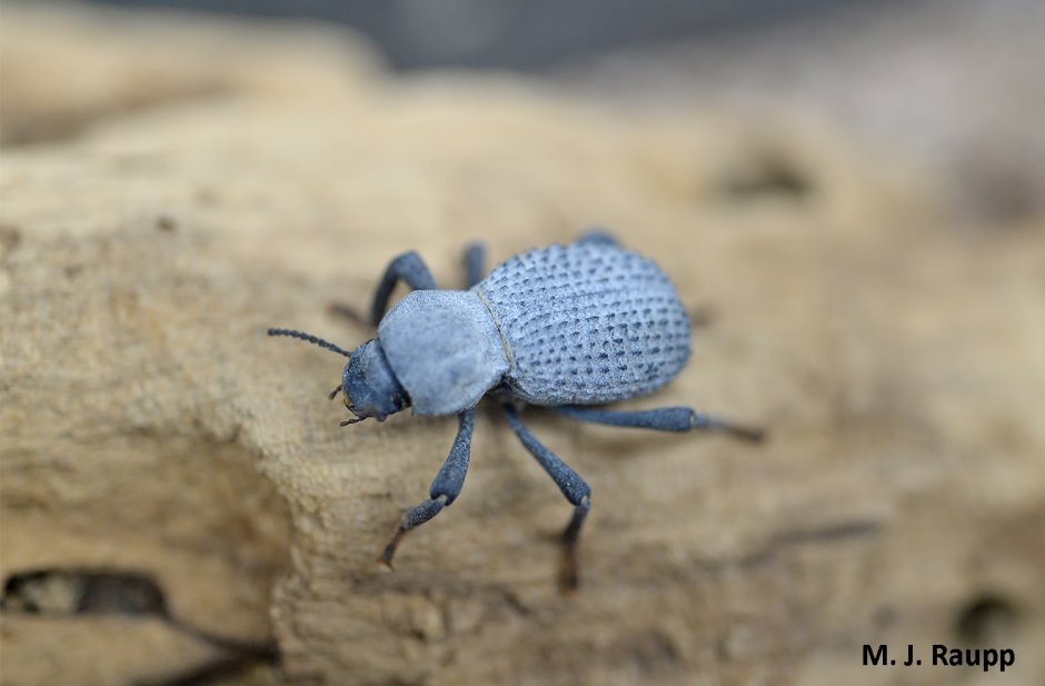 Blue Death feigning Beetle