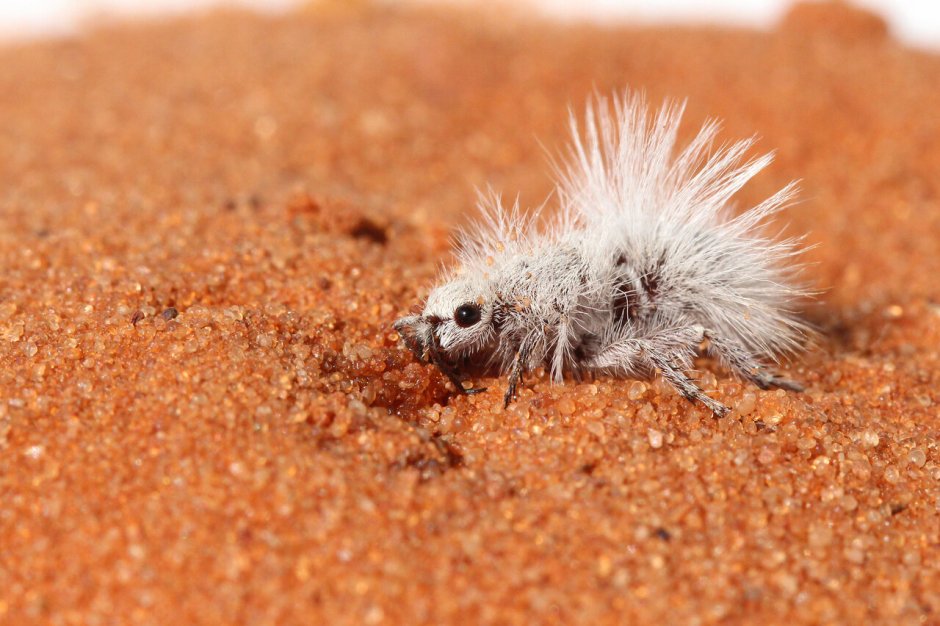 Euspinolia militaris