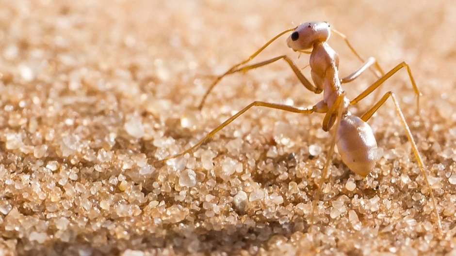 Cataglyphis bombycina