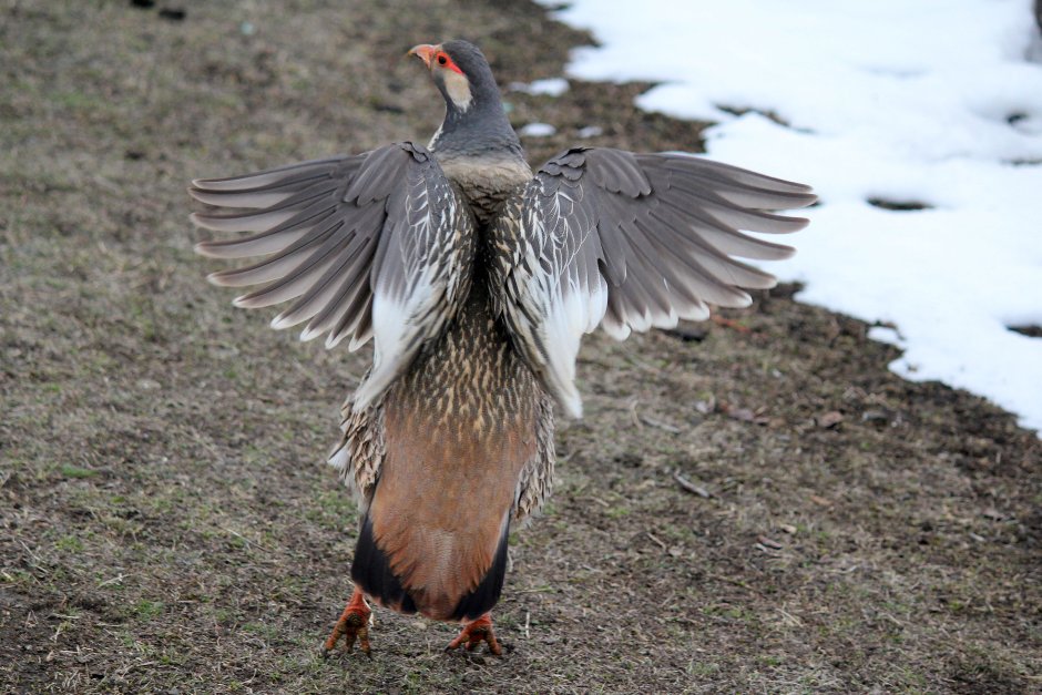 Tetraogallus tibetanus