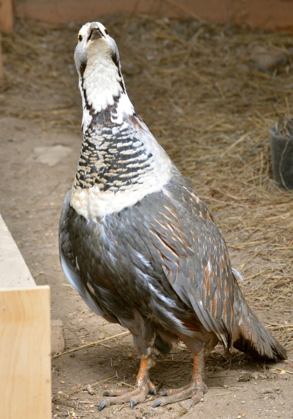 Гималайский улар