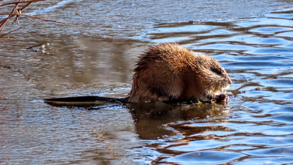 Выхухоль и ондатра