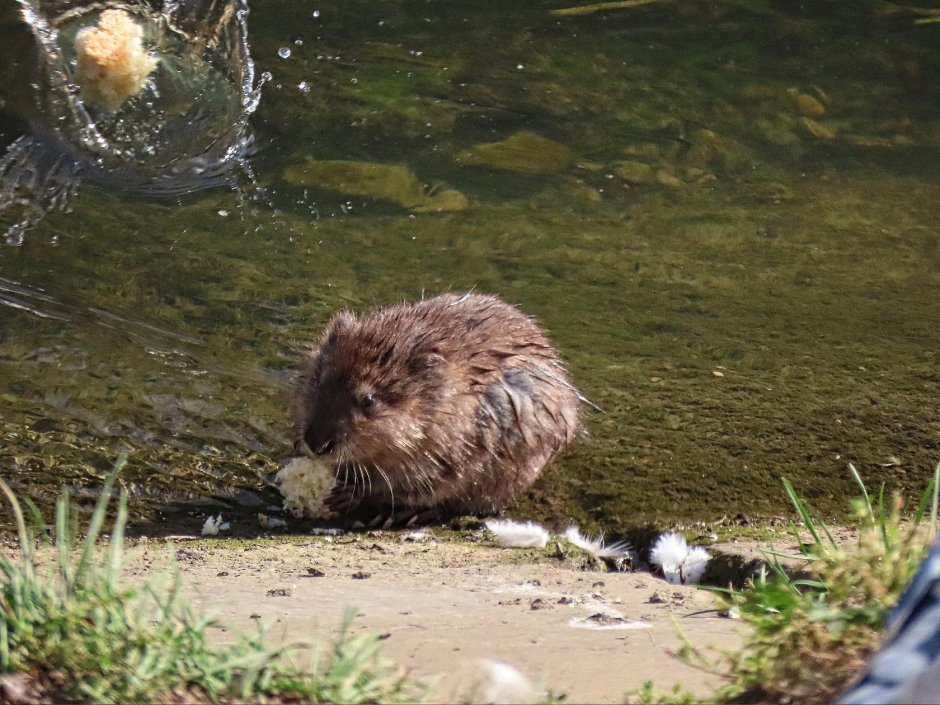 Бобр в движении