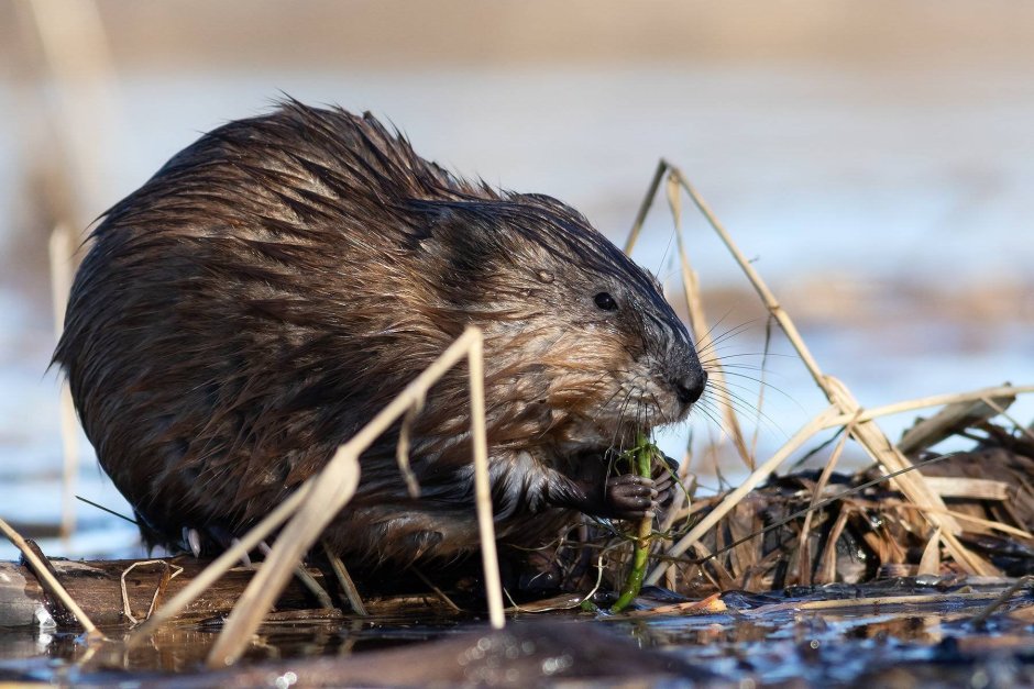 Железы ондатры