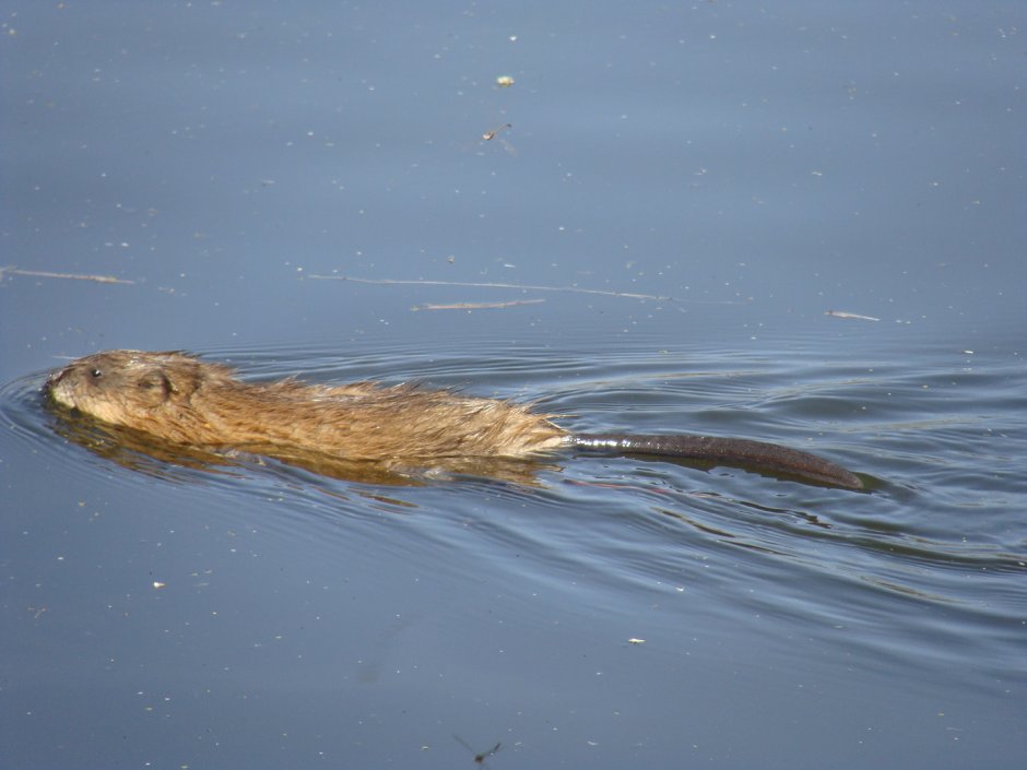 Водяная крыса ондатра