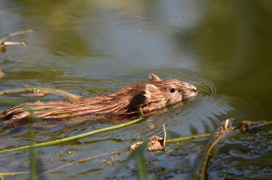 Ондатра белая