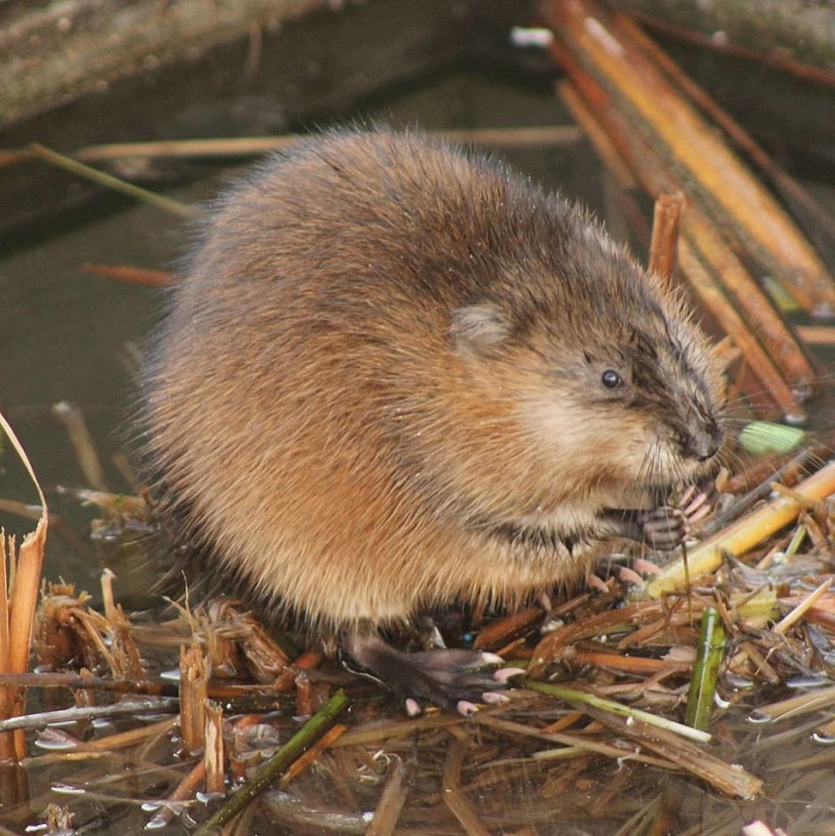 Ондатра в Якутии