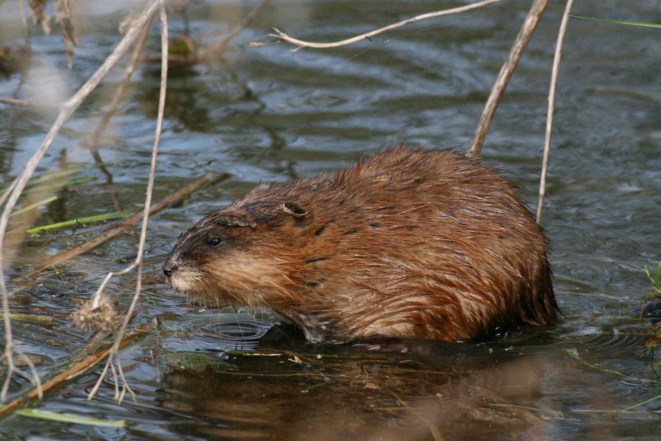 Речной Бобр