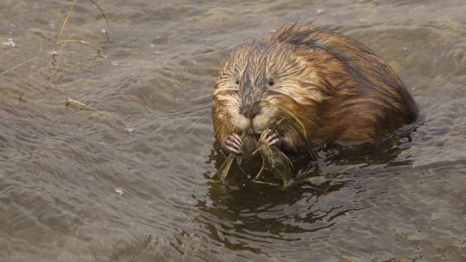 Нутрия ондатра Бобр