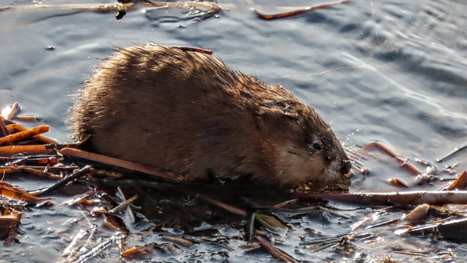 Грязная выдра