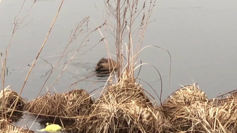 Ондатра Симонова