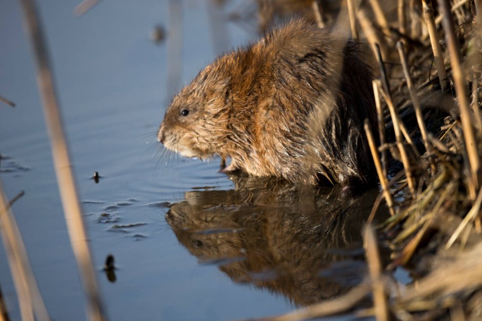 Ондатра черная