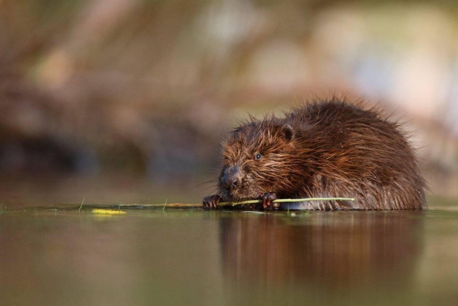 Капканный промысел бобра