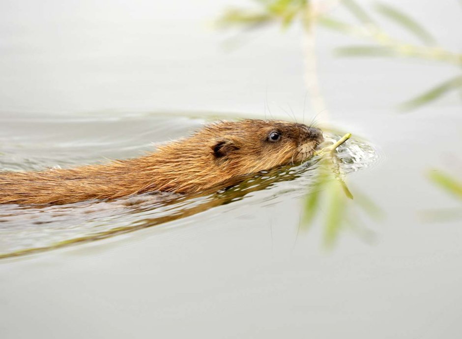 Ондатра Сибирская