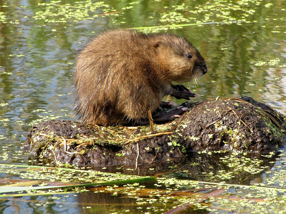 Ондатра черная