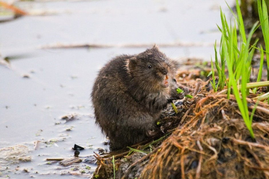 Водяная ондатра