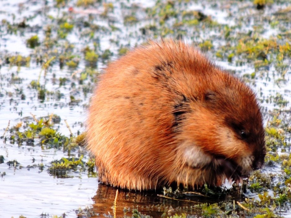 Ондатра Речная