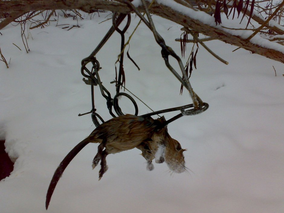 Ондатра морская