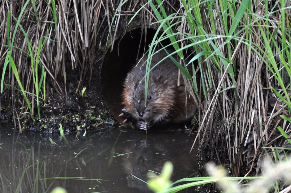 Ондатра в Ленинградской