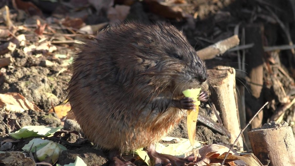 Porn-w.org Yulia Nova