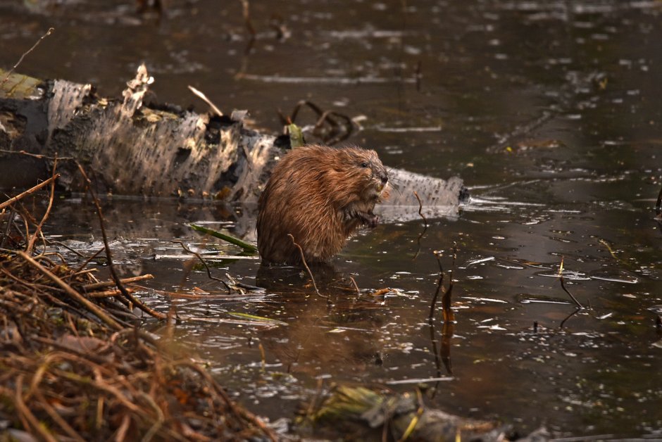 Ондатра белая
