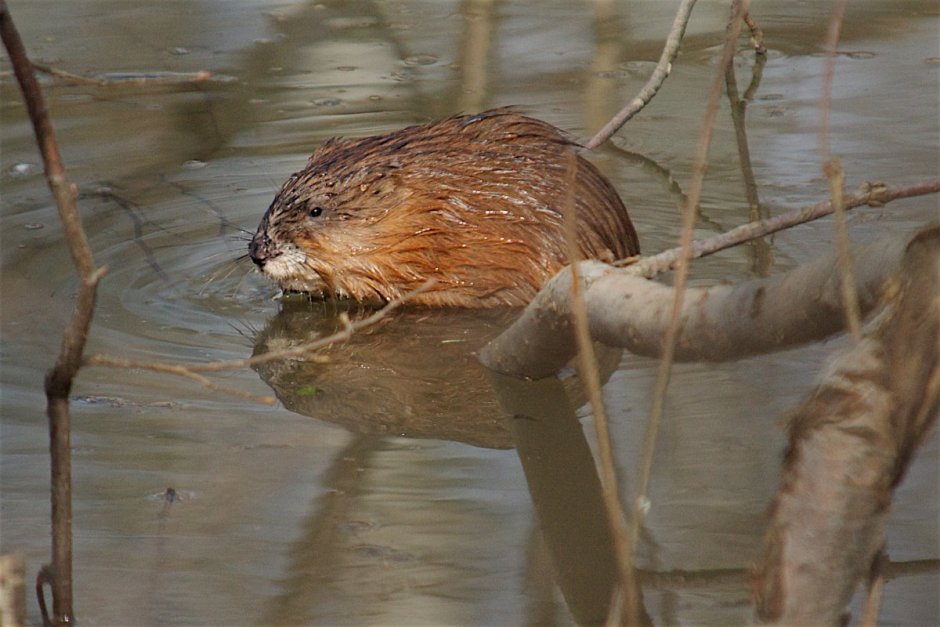 Ондатра Енисей