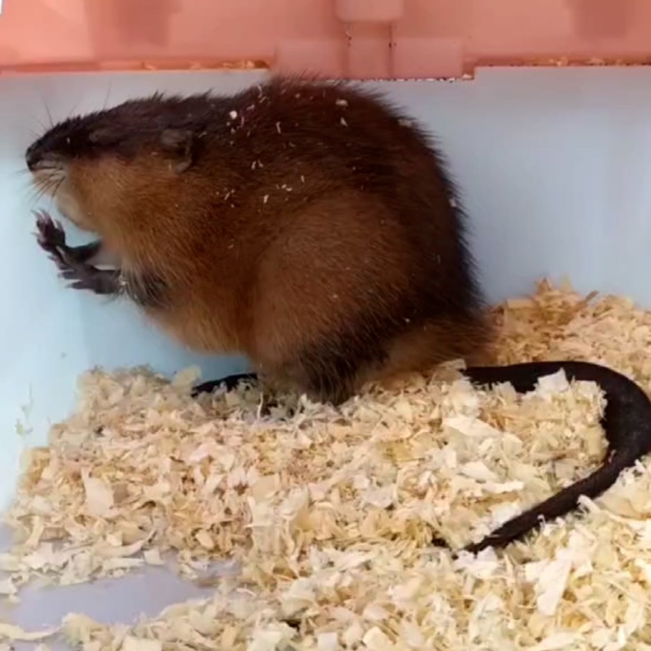 Nn-df383bzpe (инверторная)