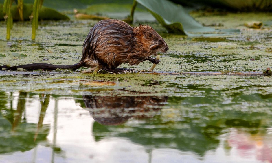 Ондатра Речная