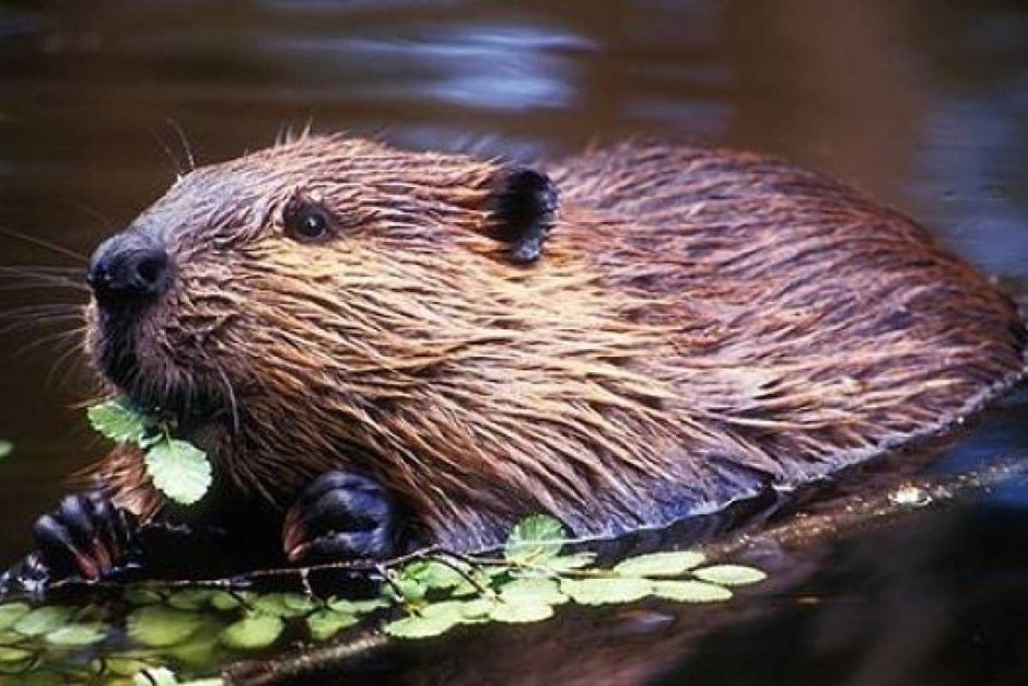 Ондатра в руках