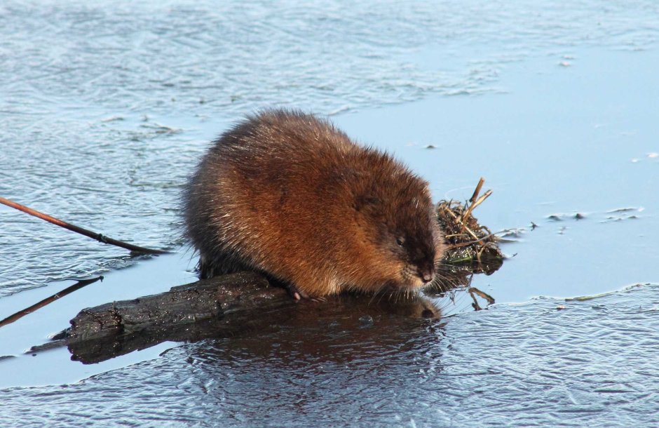 Нутрия обыкновенная