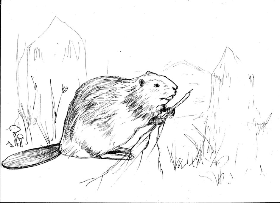 Речной Бобр (Западносибирский подвид)