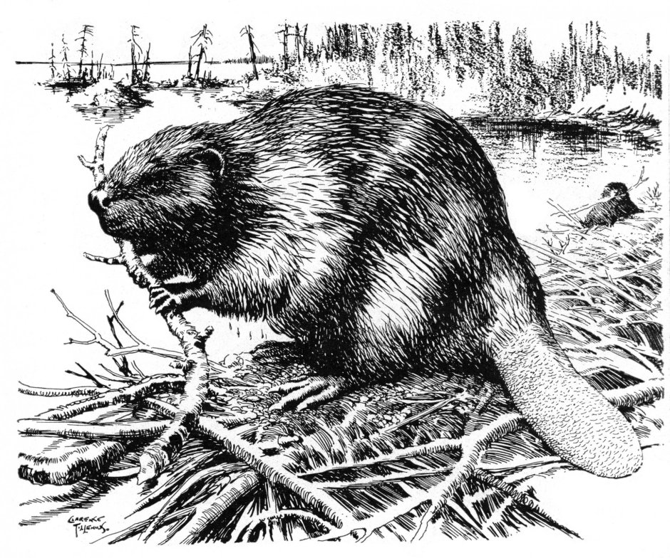 FRZ.Temp холодильник