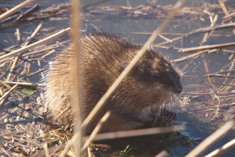 Златобрюхая бобровая крыса
