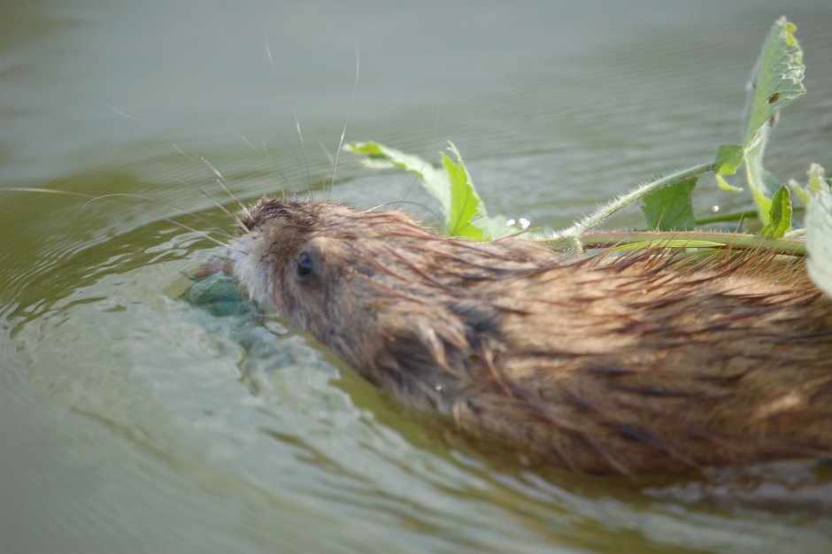 Какой язык у ондатры как разговаривают ондатры