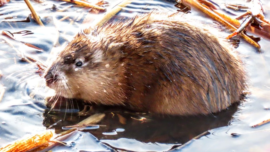 Крыса ондатра мускусная ондатра